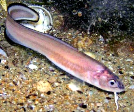 Ophidion rochei _09.jpg